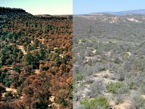 Piñon pines stressed by drought