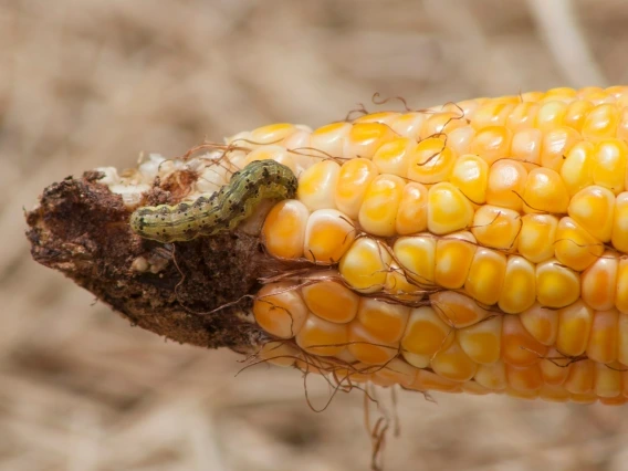 Close-up of an ear of corn with a green caterpillar crawling on the damaged end, where some kernels are missing. The corn kernels are yellow and orange, and the background is out of focus, with a natural, earthy tone.