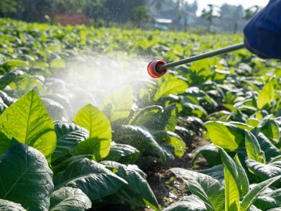 a hand holding a spray nozzle spraying pesticide on plants