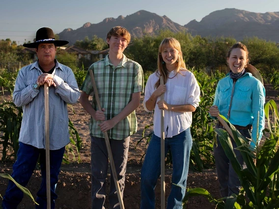 Researchers and students growing crops at the University of Arizona Campus Agricultural Center