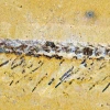 Image of a fossil Jianfengia specimen showing the animal's elongated body consisting of 27 identical segments with appendages. 